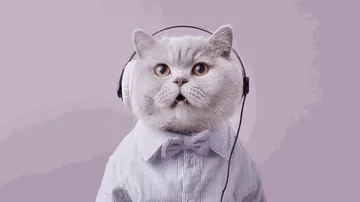 Cat Influencer